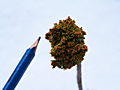 Picea abies Wichtel IMG_4778 Świerk pospolity